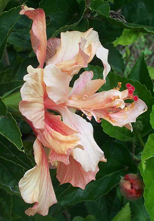 HIBISCUS ROSA-SINENSIS, Rose-of-China