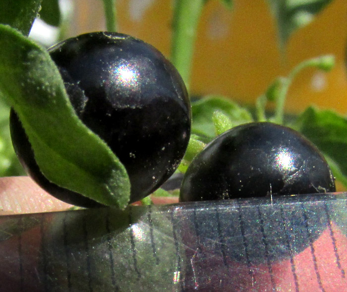 SOLANUM AMERICANUM, Black Nightshade, black fruit