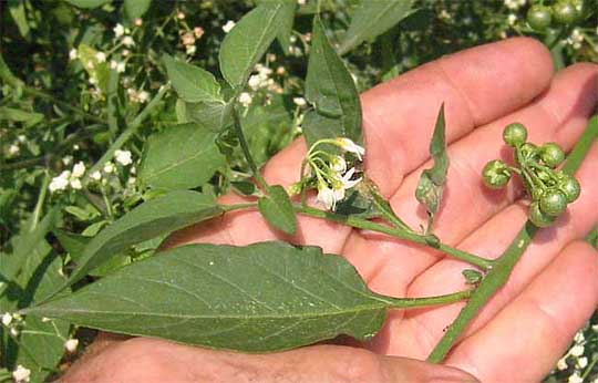 SOLANUM NIGRESCENS, Black Nightshade