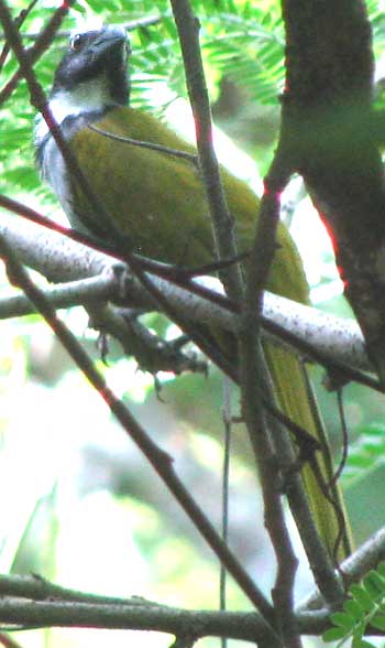 Black-headed Saltator, SALTATOR ATRICEPS