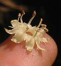 Sapota flower