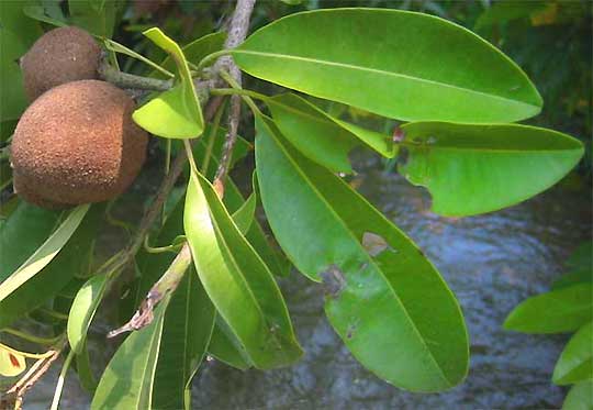 Chicozapote or Sapodilla produced by the Chicle Tree (natural chewing-gum base), Manilkara zapota