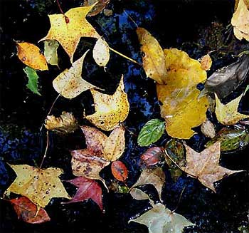 fall leaves in water