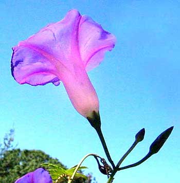 Ipomoea flower