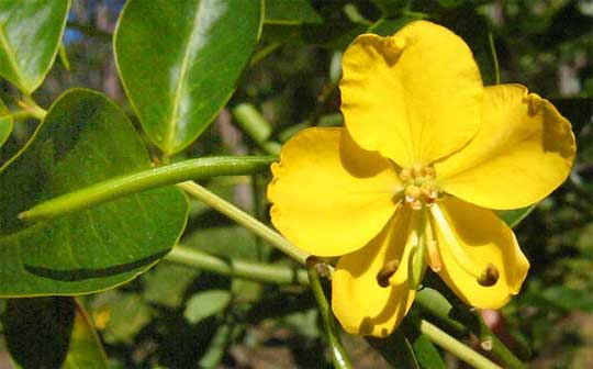 Senna flower