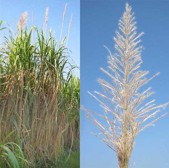 SUGARCANE FLOWERS