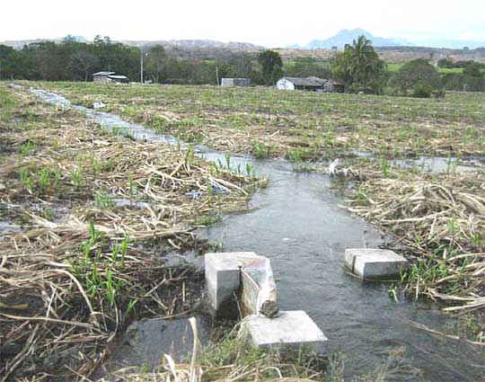 SUGARCANE CULTIVATION