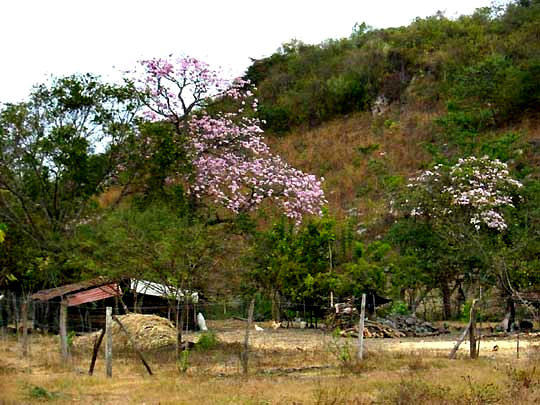 Tabebuia rosea