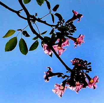 TABEBUIA ROSEA