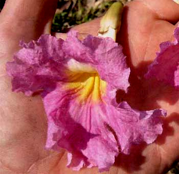 Tabebuia rosea