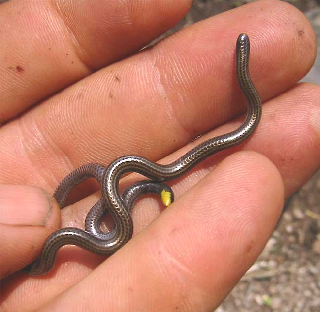 Leptotyphlops goudotii, Goudot's Thread Snake