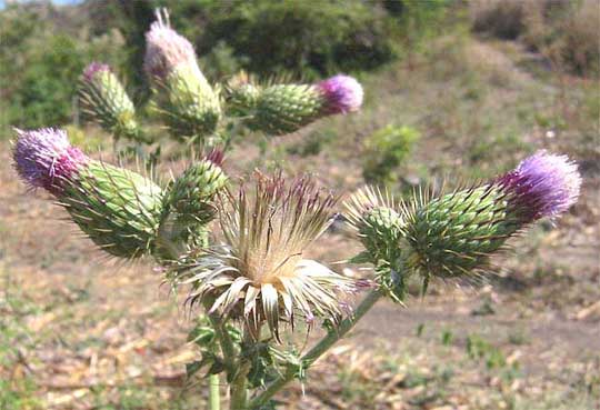 thistle