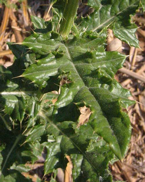 thistle leaf