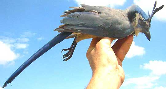 White-throated Magpie-jay, CALOCITTA FORMOSA