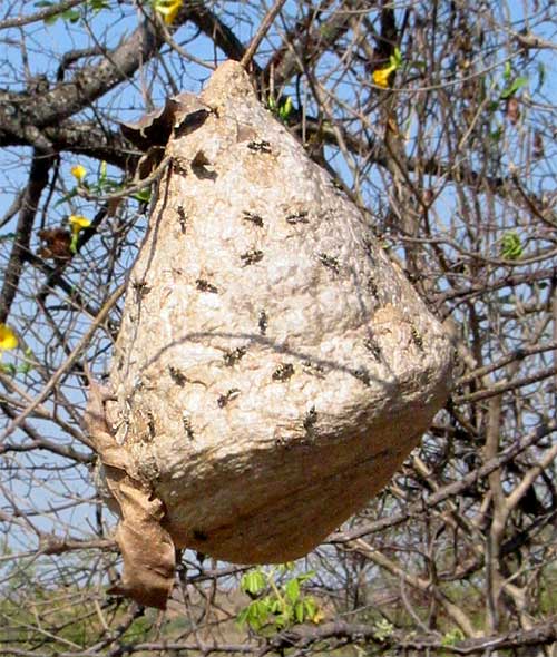 HORNET NEST