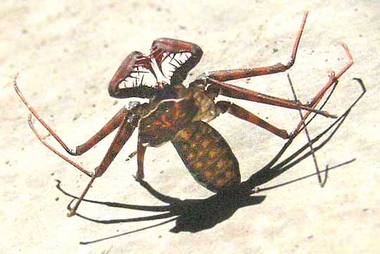 TAILLESS-WHIPSCORPION exoskeleton