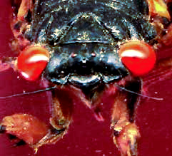 Cicada face