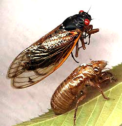      cicada2.jpg