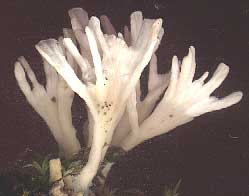 coral fungus