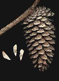 Cone and seeds of Loblolly PIne, PINUS TAEDA