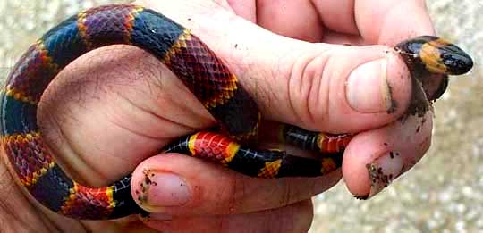 Eastern Coral Snake, Micrurus fulvius