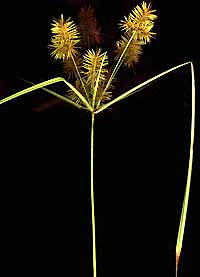 Cyperus, or umbrella sedge