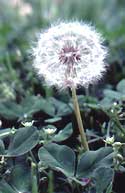 Dandelion fruiting head