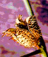 Jimsonweed capsule