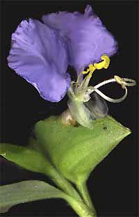 Day Flower, Commelina communis