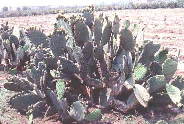 Pricklypear cacti, genus Opuntia, also called nopal