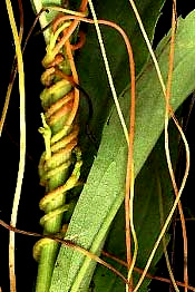 Parasitic dodder on goldenrod