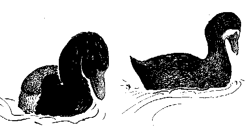 duckbehv.gif (4581 bytes)