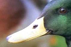 bill of a male mallard