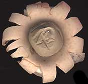 Earthstar, genus Geastrum