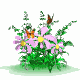 butterflies & flowers