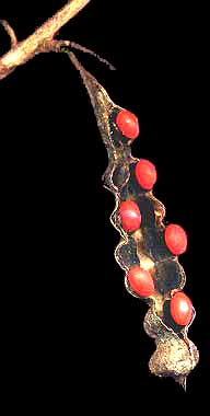 Coral Bean (Erythrina herbacea) pod