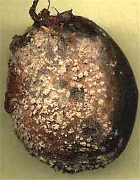 Brown rot, Monilinia fructicola, on a nectarine fruit