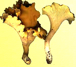 Craterellus odoratus (left) & Cantharellus cibarius