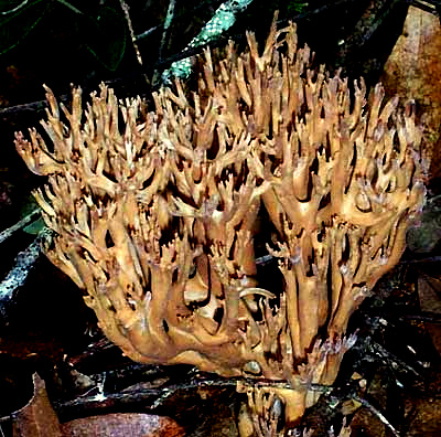 Probably a Ramaria, from eastern Queretaro state, Mexico