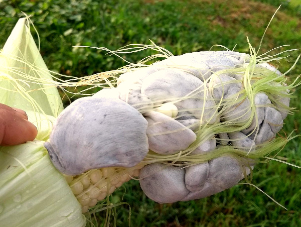 Highly edible corn smut; image courtesy of 'Idéalités' and Wikimedia Commons