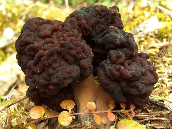 False Morel, Gyromitra esculenta; image courtesy of Jason Hollinger and Wikemedia Commons