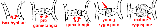 sexual reproduction in Mucoromycota - Rhizopus stolonifer