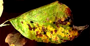 Dogwood anthracnose caused by Discula destructiva