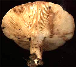 A gilled mushroom, genus Lactarius, with white latex and flesh staining brown, from southwestern Mississippi