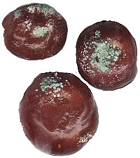 Penicillium on grapes