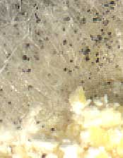 Mold Fungus