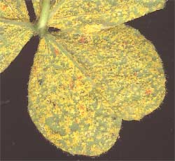 rust fungus, Puccinia oxalidis, on underside of Oxalis leaflets