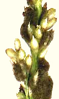 smut on Smutgrass, Sporobolus indicus