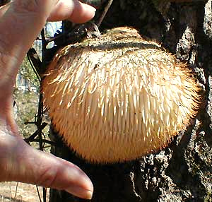 Hericium erinaceus, the Pompom Mushroom or the Lion's Mane
