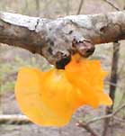 orange jelly fungus, cf. Tremella mesenterica, "Witches Butter"